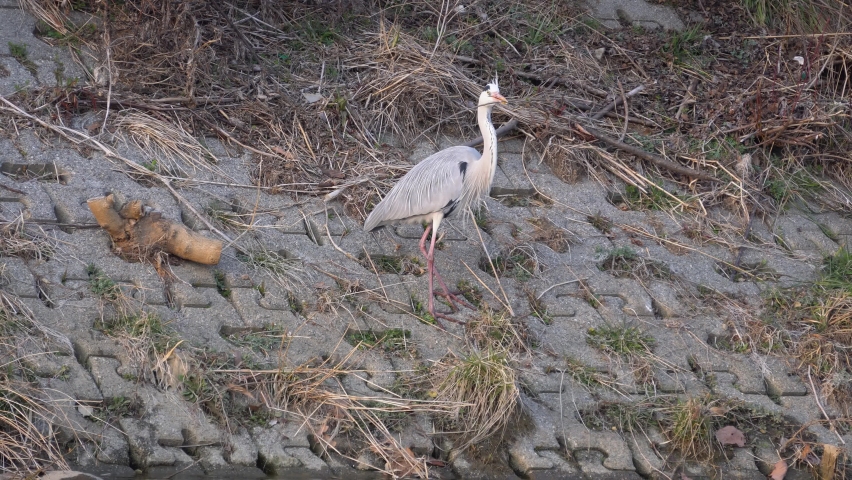 Grey Heron Standing With Dry Grass On Beak Flying Away In Riverbank. - wide shot