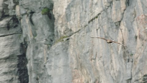 Shot of a golden eagle flying towards the camera in the Austrian alps.