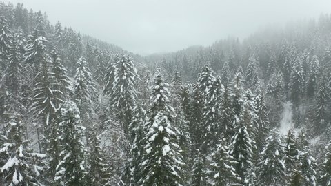 Flying over tree tops in beautiful snow covered forest