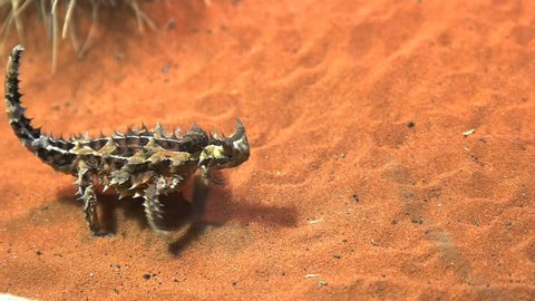 an australian thorny dragon lizard eats an ant