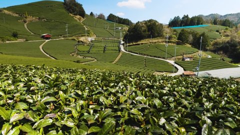 tea plantation : Kyoto, Wazaka, Japan