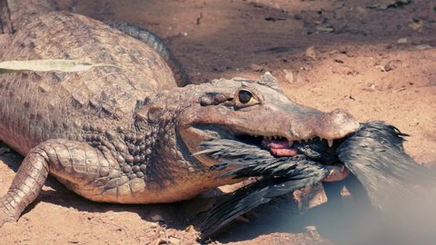 A shot of a crocodile eating a bird