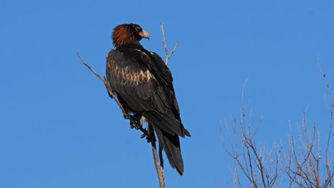  a black breasted buzzard in australia's northern territory perched in a tree takes flight