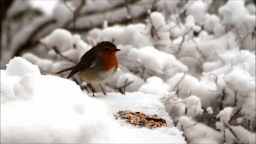 robin-bird-feeding-winter-fodder-snow-stock-footage-video-100-royalty