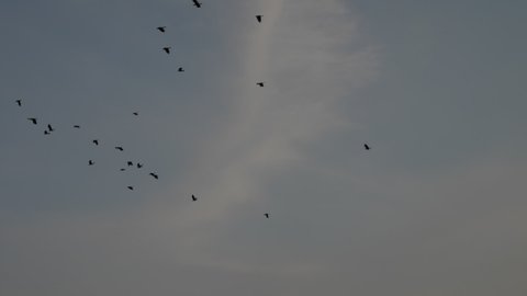 Silhouettes of birds flying across blue sky with soft clouds