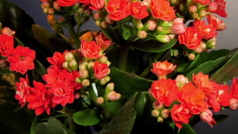 Dense red kalanchoe flowers with buds among green leaves