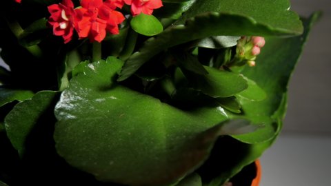Dense red kalanchoe flowers and green leaves rotate
