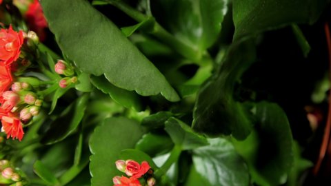 Kalanchoe pot plant with green leaves and dense red flowers