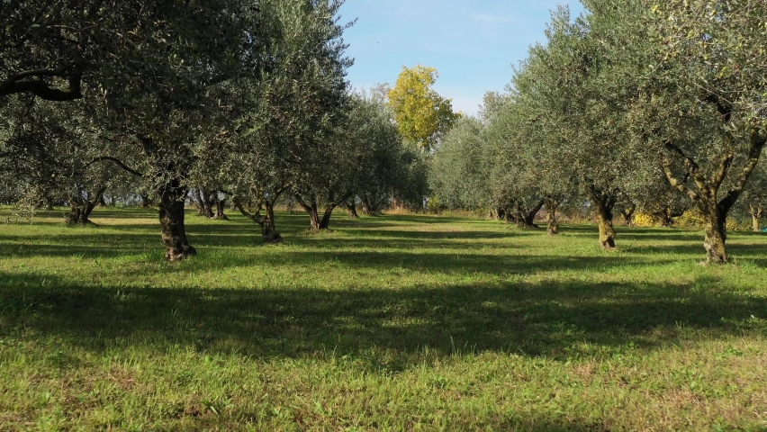 Slow and low movement between olive trees. Olives on trees before harvest. Drone slowly flying through trees. A beautiful olive grove. Ripe olives on the trees. Royalty-Free Stock Footage #1069573117