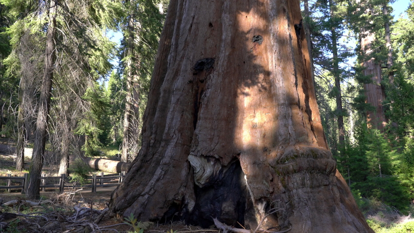 Sequoia Trees In General Grant Grove Sequoia And Kings Canyon National Park 32
