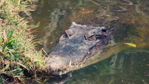 A shot of a crocodile floating on water