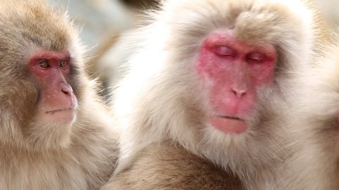 Japanese Macaque Snow Monkey Itching Video De Stock 100 Libre De Droit Shutterstock