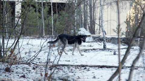 chernobyl animals