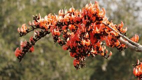 Shot of silk cotton tree branch filled with flowers