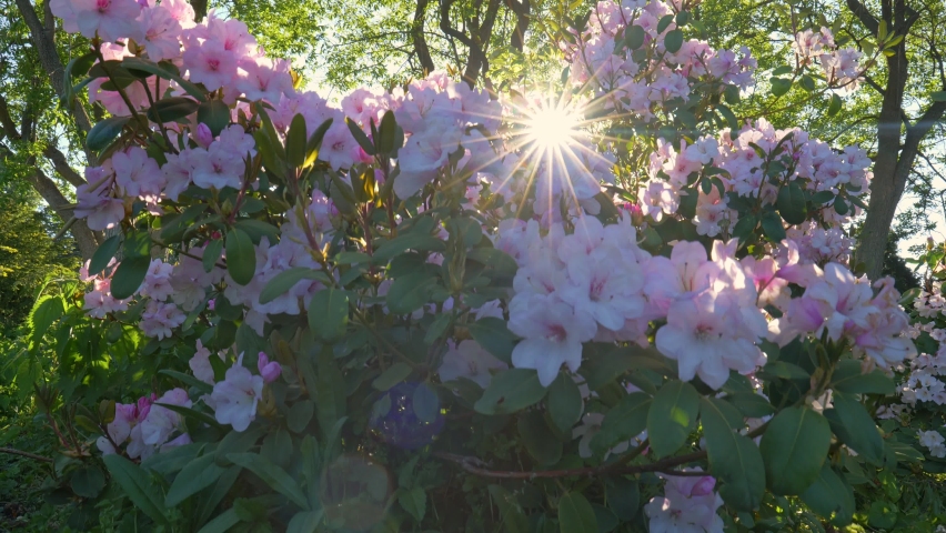 Camera rises along bush with pink rhododendrons, sun breaks through delicate flower petals. Blooming rhododendrons in park or botanical garden in spring. Gimbal shot | Shutterstock HD Video #1069582111