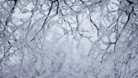 Snow-covered tree branches sway in the wind. Shallow DOF shot, slow motion. Frozen trees, winter in the forest