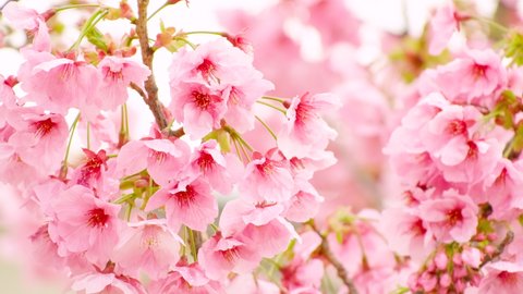 Blooming Cherry Blossoms or Sakura Flowers in Spring, Natural Image, Nobody