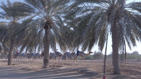 Men riding camels in a desert surrounded by palm trees in the United Arab Emirates | Traditional Arabian lifestyle
- Abu Dhabi, UAE, February 25, 2021