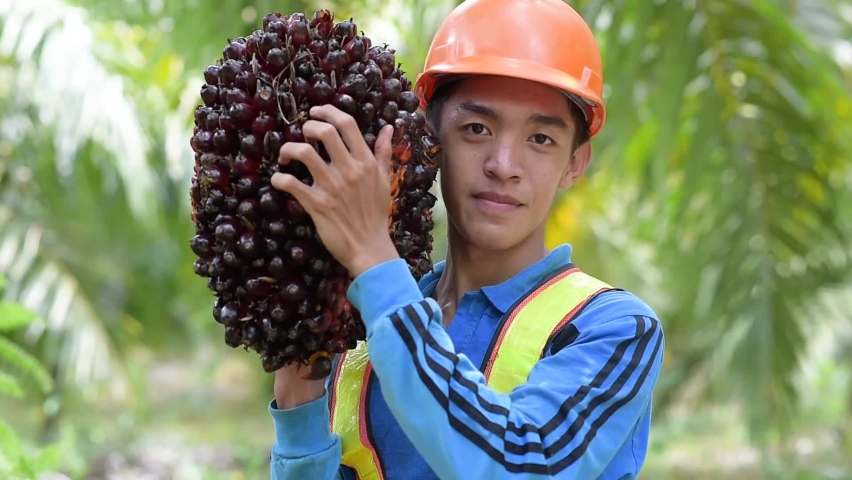 Asian Farmer Palm Oil Man shouldered palm oil fruit smiling at the camera with safety helmet and work vest on palm oil plantation  Royalty-Free Stock Footage #1069601287