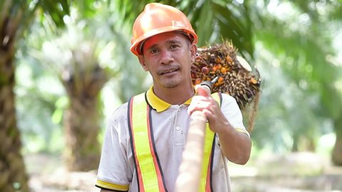 Asian Farmer Palm Oil Man shouldered palm oil fruit smiling at the camera with safety helmet and work vest on palm oil plantation 