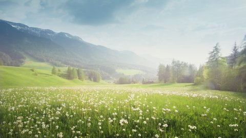 field of spring dandelions in Dolomites, South Tyrol, Italy