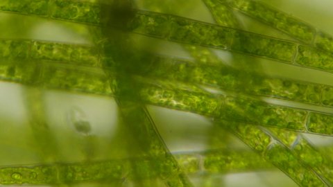Chloroplast under a microscope. Cell division. Cell structure. Cell division. View of leaf surface showing plant cells under microscope. Virus infection. Green plant cells under microscope. GMO. DNA.