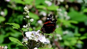 Close Up movie of Red Admiral and Honey Bee on blackberry flowers. His Latin name is Vanessa atalanta.