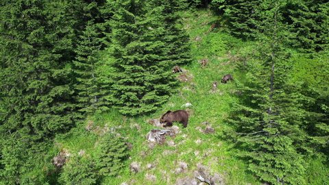 Brown bear walking along green mountain hills forest with two cute cubs, one hiding behind tree. Wilderness in Romania, Carpathian Mountains wild animals, grizzly on summertime in woods