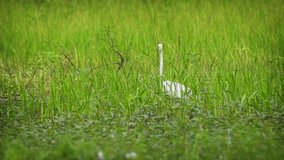 White Heron. with it's typical long neck and beak. standing in the aquatic grasses of a swamp in Sri Lanka