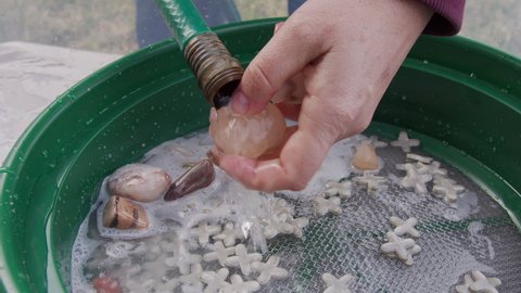 Person washing rocks as part of the lapidary process as part of polishing rocks for a hobby.