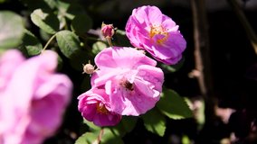 Bee pollinating rose on sunny day, flowers in organic garden in Guatemala. 