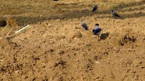 Slow motion video of black crows and ravens. Jumping and flying birds on harvesting soil and grass in park.