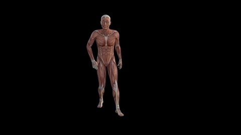 3d Animation of muscle human