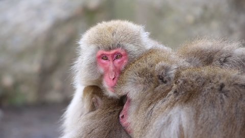 Mother And Baby Japanese Macaque Video De Stock 100 Libre De Droit Shutterstock