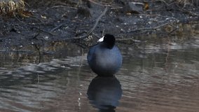 HD video of one American Coot standing in shallow pond water, preening vigorously