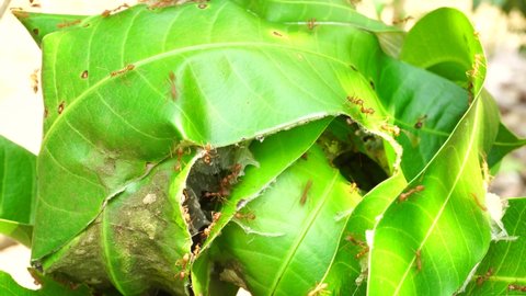 In the sun, Red ant nest, giant red ants protect ant eggs on nest made from mango green leaf with nature background.