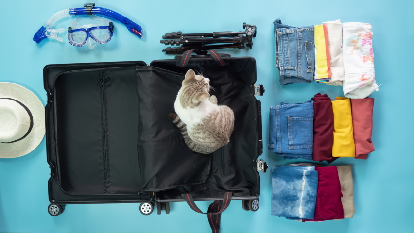 Timelapse – Asian black hair woman packs bright yellow suitcase, a white cat messes around in the luggage on blue background. Topview of new normal summer holidays travel with face mask and sanitizer. Royalty-Free Stock Footage #1069626841