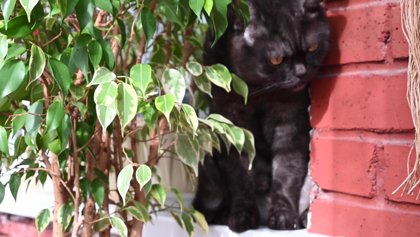 Funny grey scottish straight cat peeks out from behind large green ficus tree. 