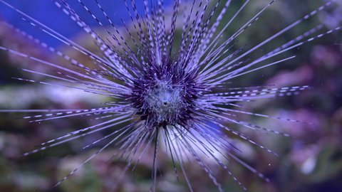 Close Up of Sea Urchin on the coral reef with blue water surface on background. Long-spine sea urchin (Diadema setosum) on tropical coral reef
