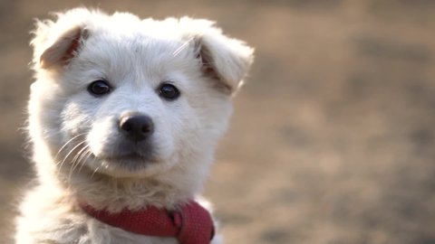 Closeup headshot of a cute puppy with white fur  staring at the camera. Happy puppy stares at camera and moves its head