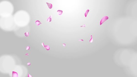 Romantic flying red pink rose sakura flower petals backdrop Loop Animation Green Screen. For St. Valentine's Day, Mother's Day, wedding anniversary greeting cards, invitations, birthday, spa, Fashion.