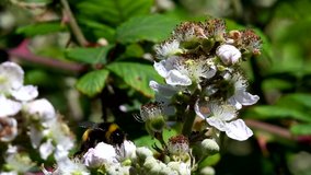  White-tailed Bumblebee, Bombus lucorum on blackberry flower