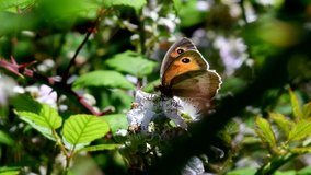 Close Up movie of Meadow Brown butterfly on on blackberry flowers. His Latin name is Maniola jurtina