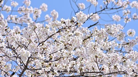 Cherry blossoms blooming in Japan Adlı Stok Video