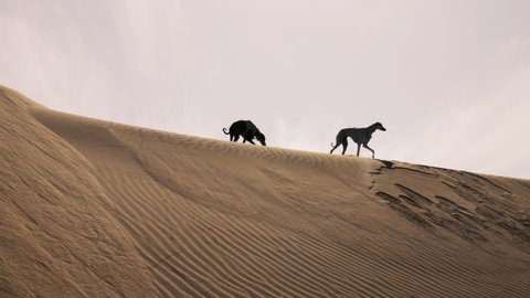 A black and a brown Sloughi dog (Arabian greyhound, North African greyhound) walk on a sand dune in Essaouira, Morocco. Slow-motion.