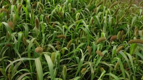 Green-brown Foxtail millet crops are swaying in the spring air. Green crops field background. Slow-motion video.