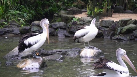 Two pelicans stand on stones in a pond and clean their feathers