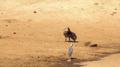 Brown Hyena running in the desert