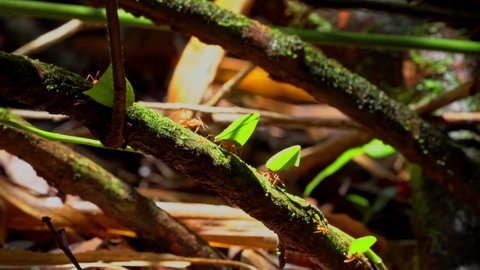 Leafcutter ant in Costa Rica cut plant material and carrying leaves Marching