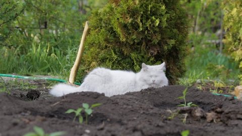 White angora cat relaxation in village on the fresh air summer at garden bed. 